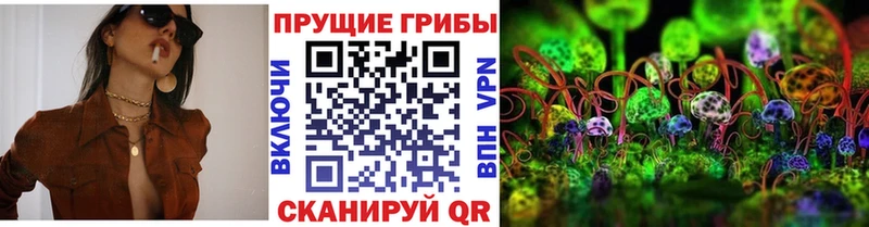 где найти   Александровск-Сахалинский  Псилоцибиновые грибы Psilocybine cubensis 